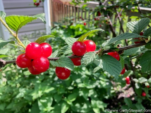 ripe nanking cherries