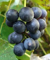 grapes